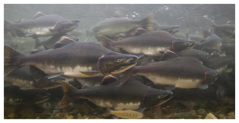 Pink Salmon swimming during migration, Indian River, Sitka, Alaska-Paper Art-62"x32"