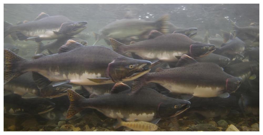 Pink Salmon swimming during migration, Indian River, Sitka, Alaska-Paper Art-74"x38"