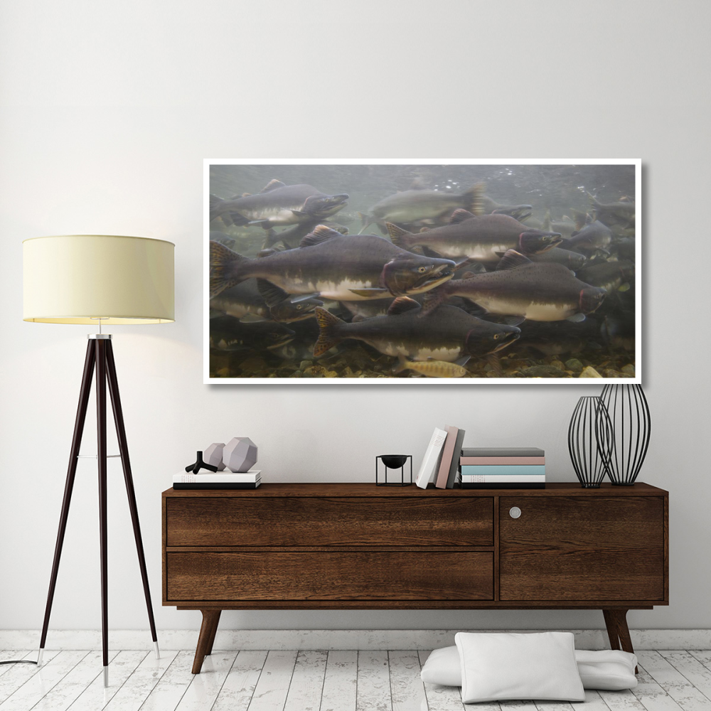 Pink Salmon swimming during migration, Indian River, Sitka, Alaska-Paper Art-74&quotx38"