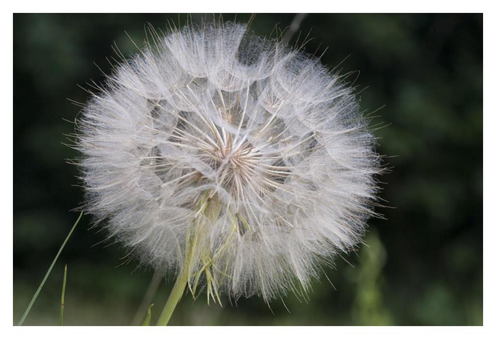 Dandelion seed head, Spruce Woods Provincial Park, Manitoba, Canada-Paper Art-20"x14"