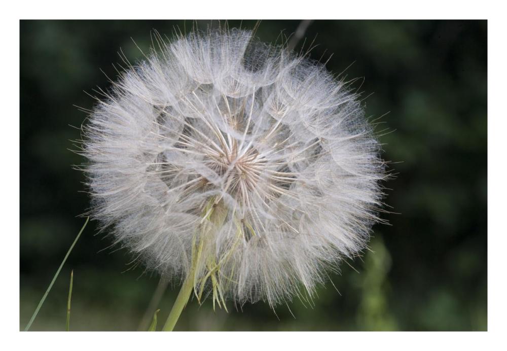 Dandelion seed head, Spruce Woods Provincial Park, Manitoba, Canada-Paper Art-26"x18"