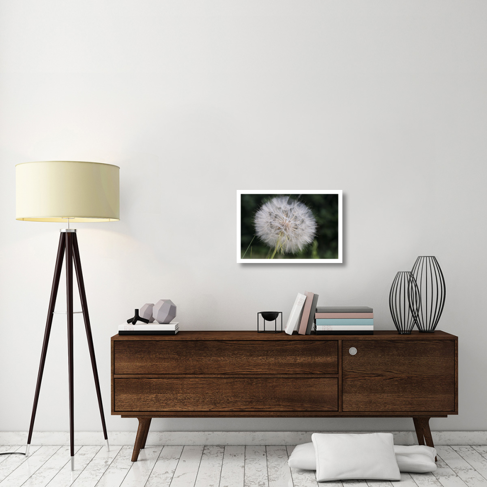 Dandelion seed head, Spruce Woods Provincial Park, Manitoba, Canada-Paper Art-26&quotx18"
