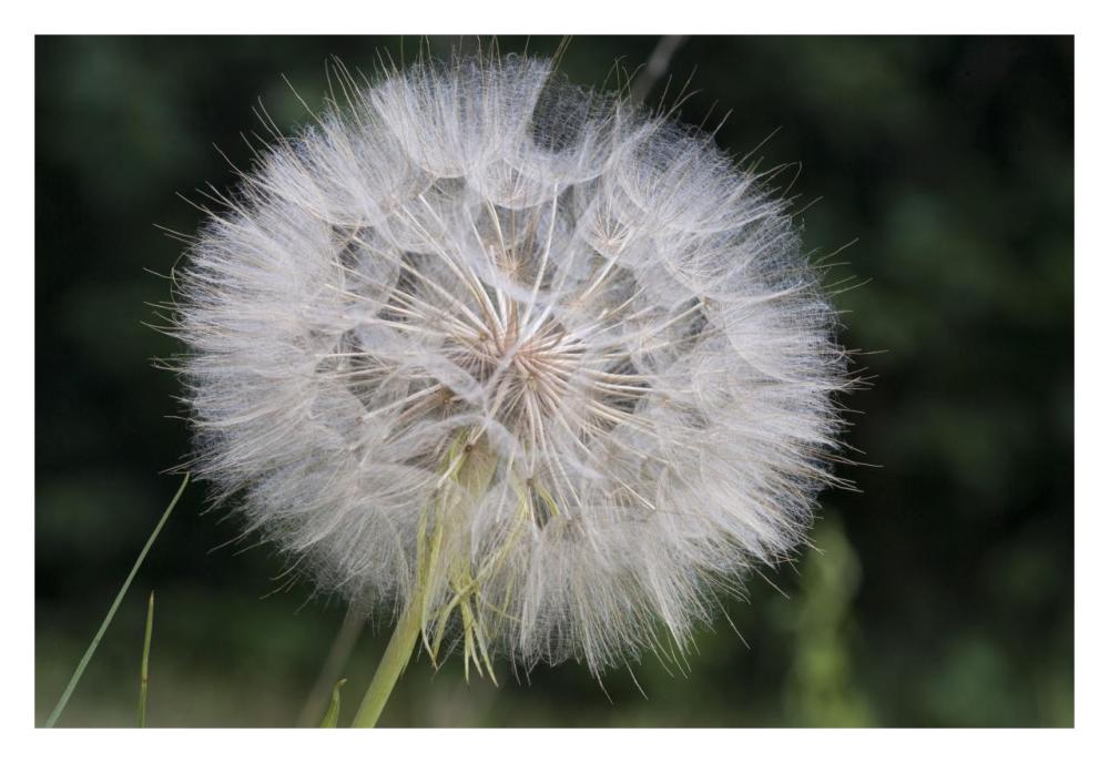 Dandelion seed head, Spruce Woods Provincial Park, Manitoba, Canada-Paper Art-32"x22"