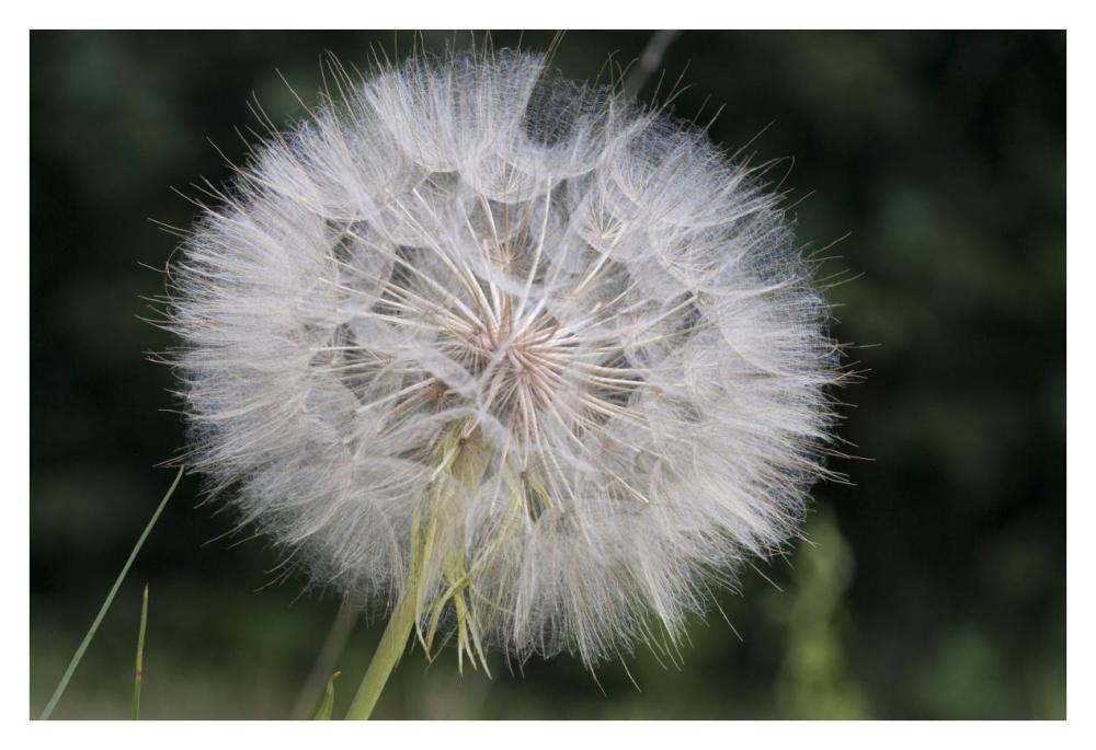 Dandelion seed head, Spruce Woods Provincial Park, Manitoba, Canada-Paper Art-38"x26"