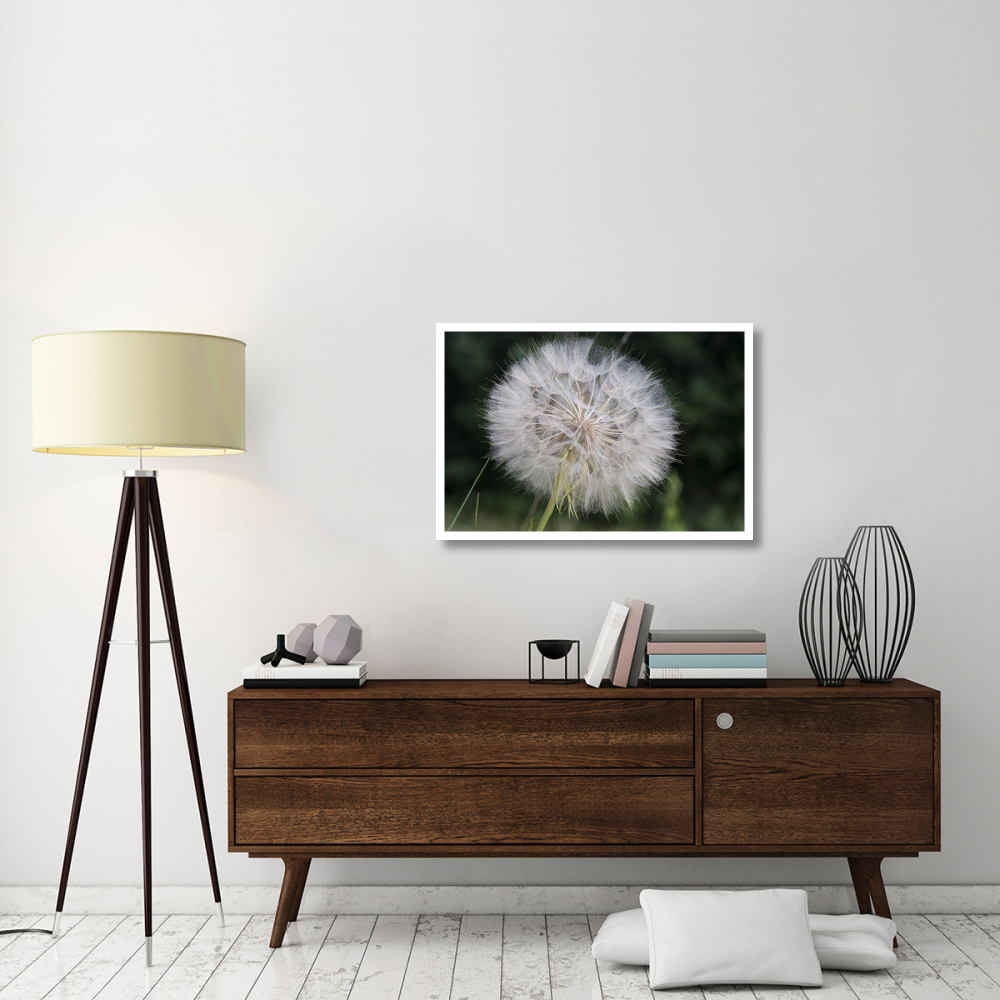 Dandelion seed head, Spruce Woods Provincial Park, Manitoba, Canada-Paper Art-38&quotx26"