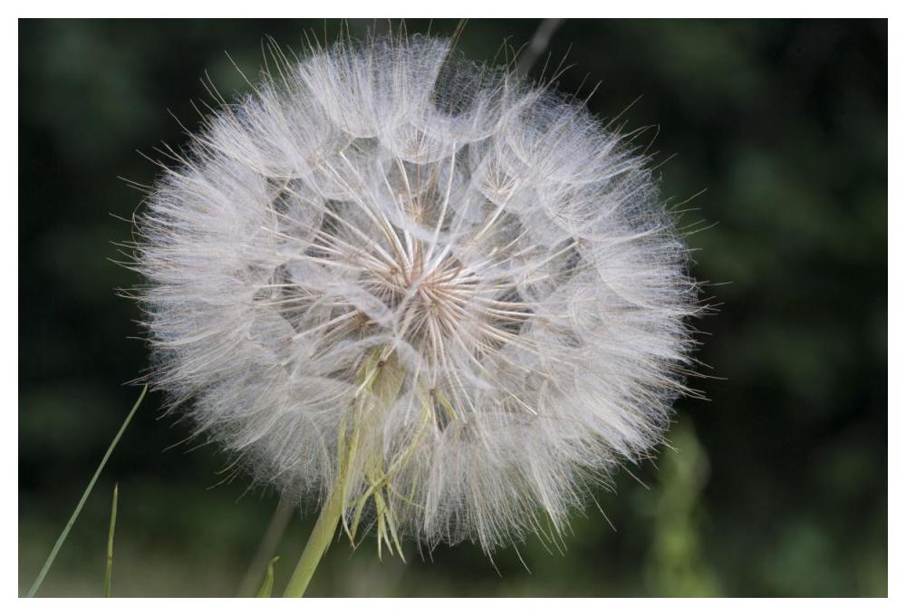 Dandelion seed head, Spruce Woods Provincial Park, Manitoba, Canada-Paper Art-50"x34"