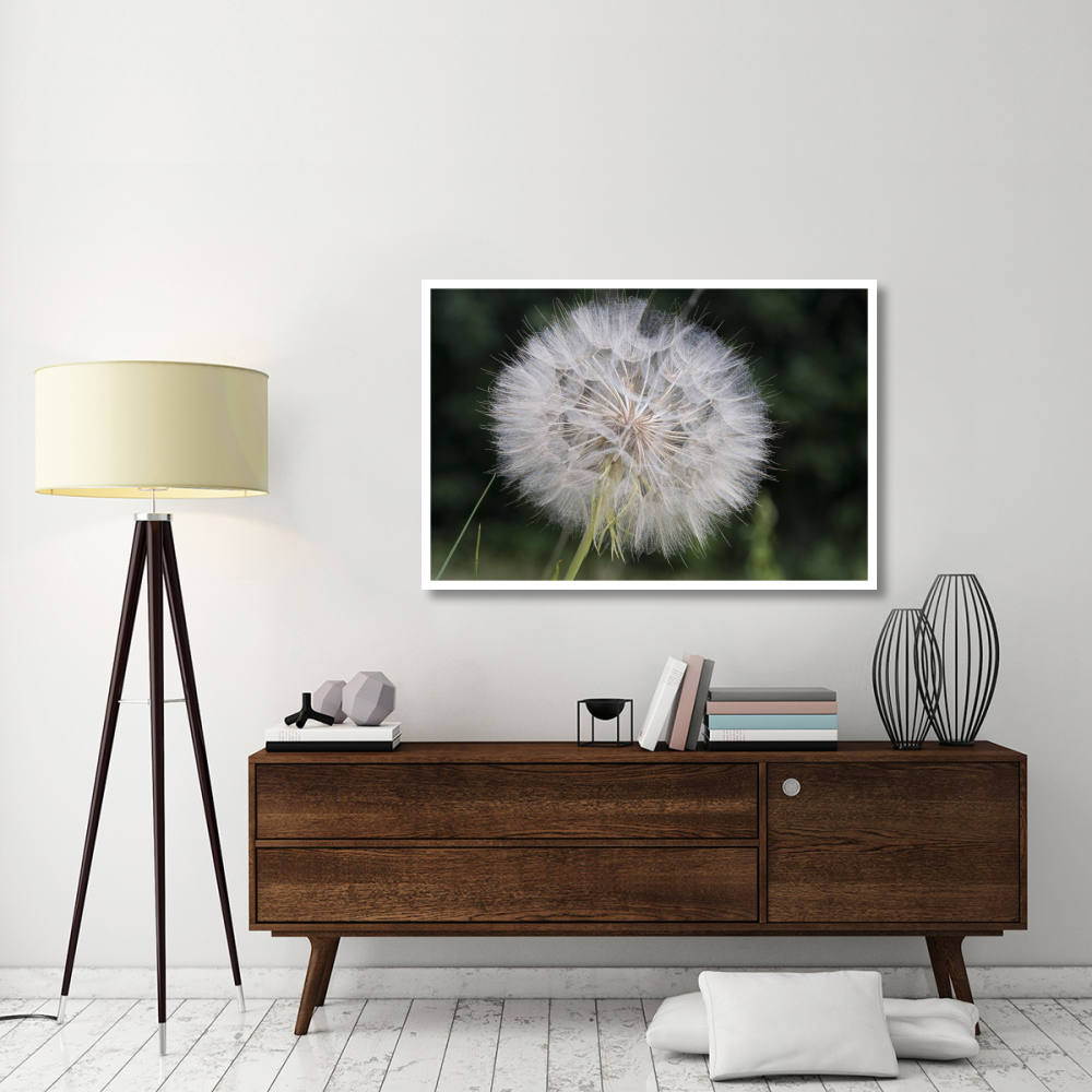 Dandelion seed head, Spruce Woods Provincial Park, Manitoba, Canada-Paper Art-50&quotx34"
