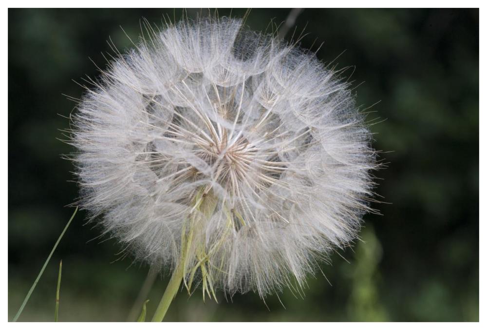Dandelion seed head, Spruce Woods Provincial Park, Manitoba, Canada-Paper Art-62"x42"