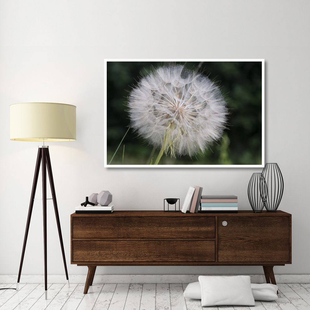 Dandelion seed head, Spruce Woods Provincial Park, Manitoba, Canada-Paper Art-62&quotx42"