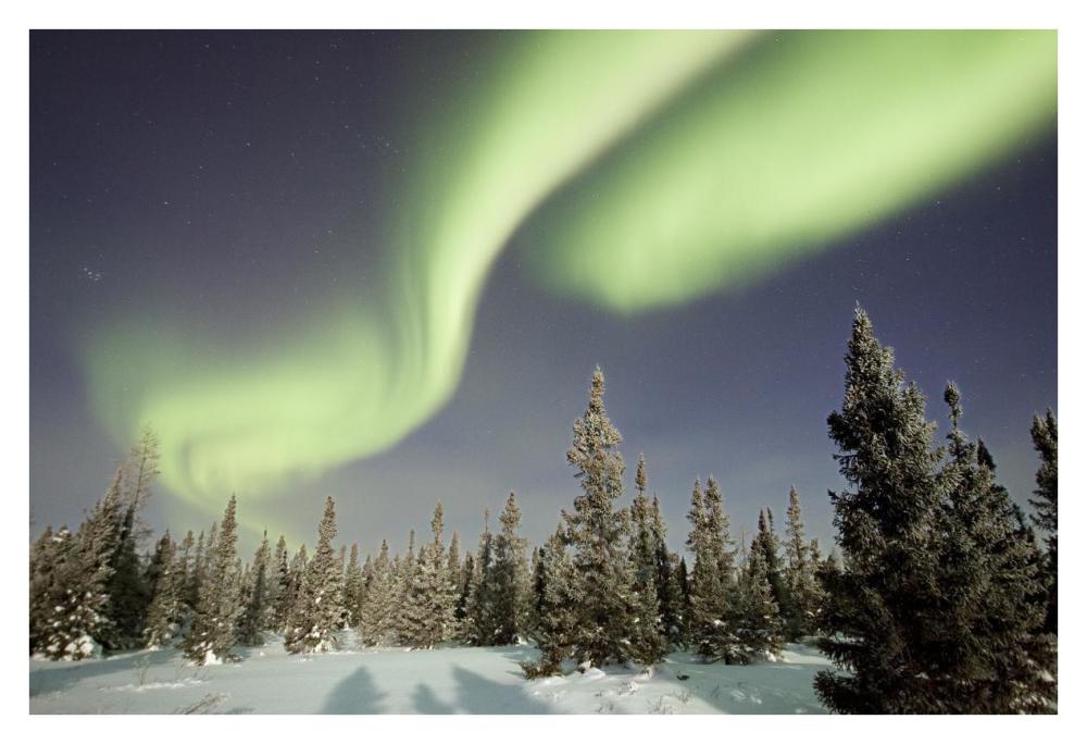Northern lights or aurora borealis over boreal forest, North America-Paper Art-38"x26"