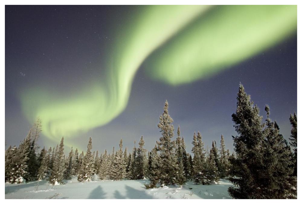 Northern lights or aurora borealis over boreal forest, North America-Paper Art-62"x42"