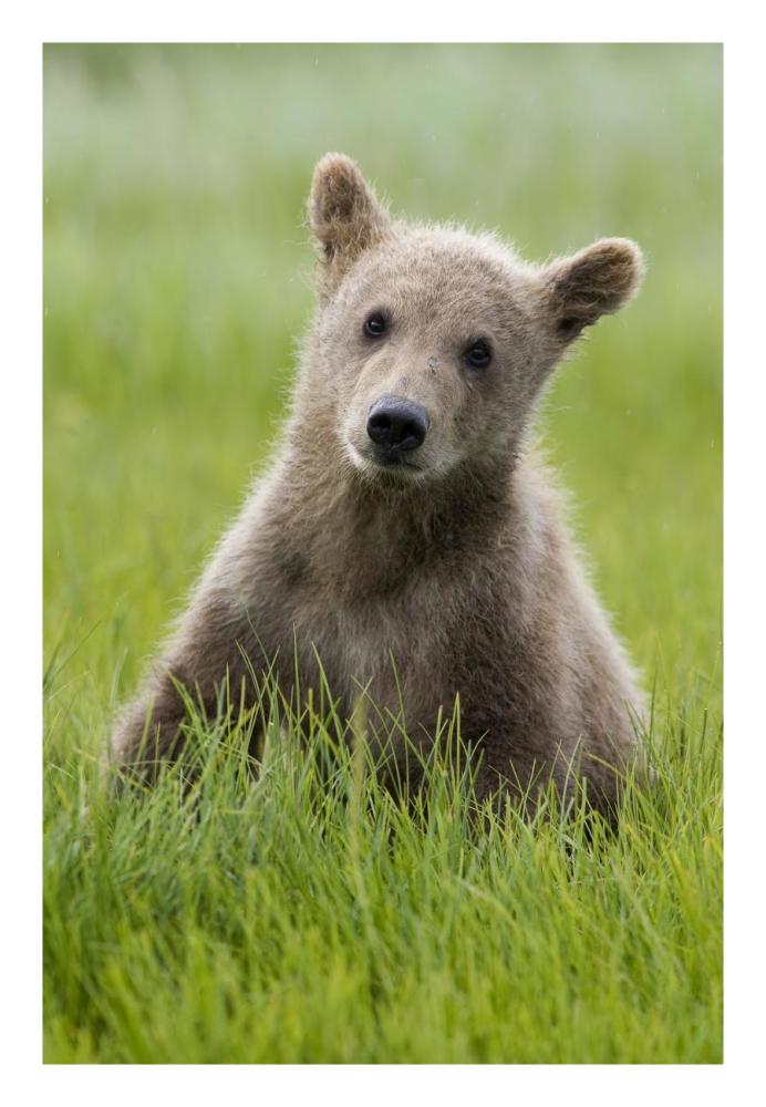 Grizzly Bear yearling cub among sedges, Katmai National Park, Alaska-Paper Art-18"x26"