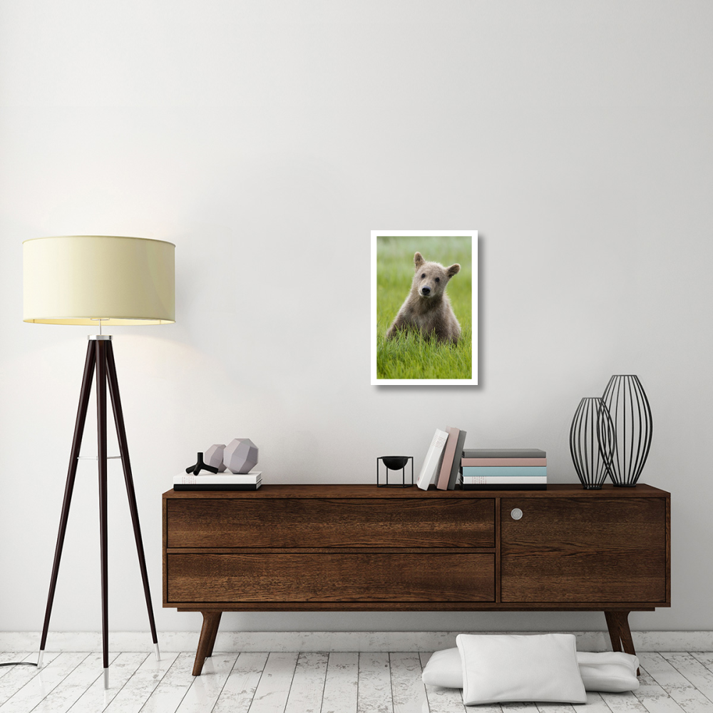 Grizzly Bear yearling cub among sedges, Katmai National Park, Alaska-Paper Art-18&quotx26"