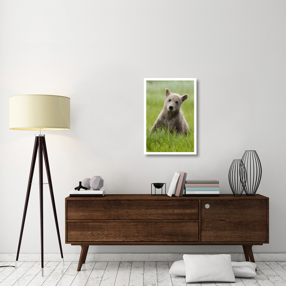 Grizzly Bear yearling cub among sedges, Katmai National Park, Alaska-Paper Art-22&quotx32"