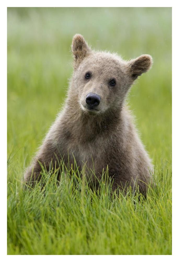 Grizzly Bear yearling cub among sedges, Katmai National Park, Alaska-Paper Art-26"x38"