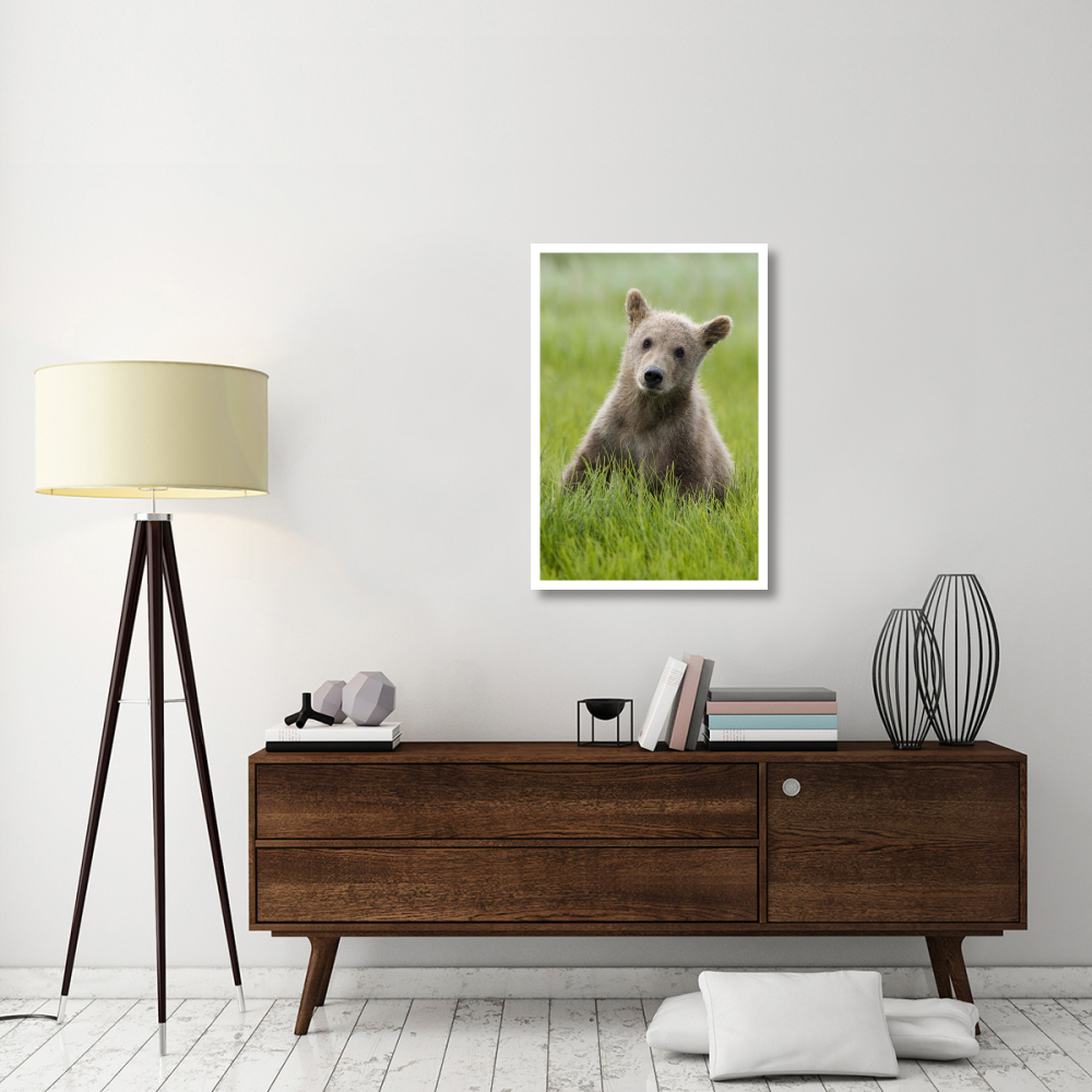 Grizzly Bear yearling cub among sedges, Katmai National Park, Alaska-Paper Art-26&quotx38"