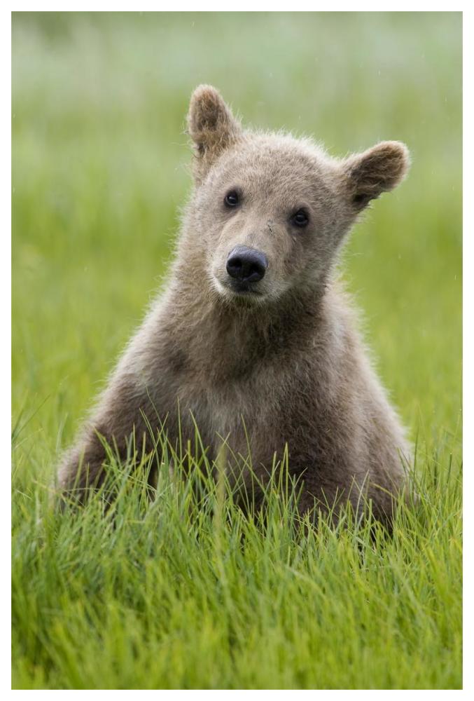 Grizzly Bear yearling cub among sedges, Katmai National Park, Alaska-Paper Art-42"x62"