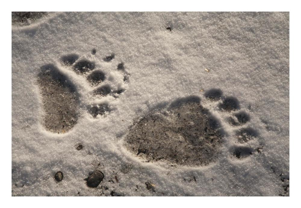 Grizzly Bear front and back paw prints, Katmai National Park, Alaska-Paper Art-26"x18"