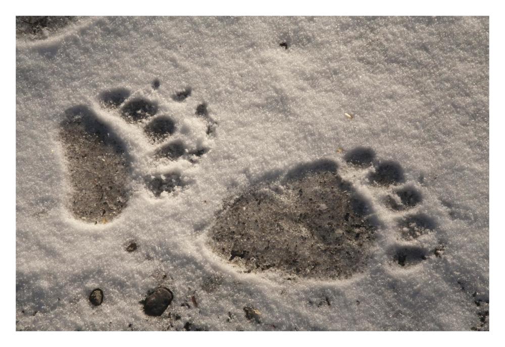 Grizzly Bear front and back paw prints, Katmai National Park, Alaska-Paper Art-32"x22"