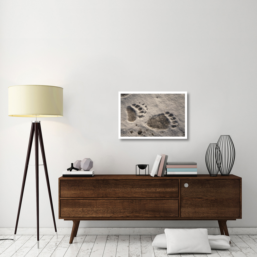 Grizzly Bear front and back paw prints, Katmai National Park, Alaska-Paper Art-32&quotx22"