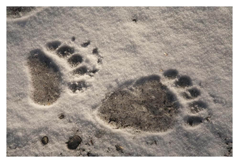 Grizzly Bear front and back paw prints, Katmai National Park, Alaska-Paper Art-38"x26"