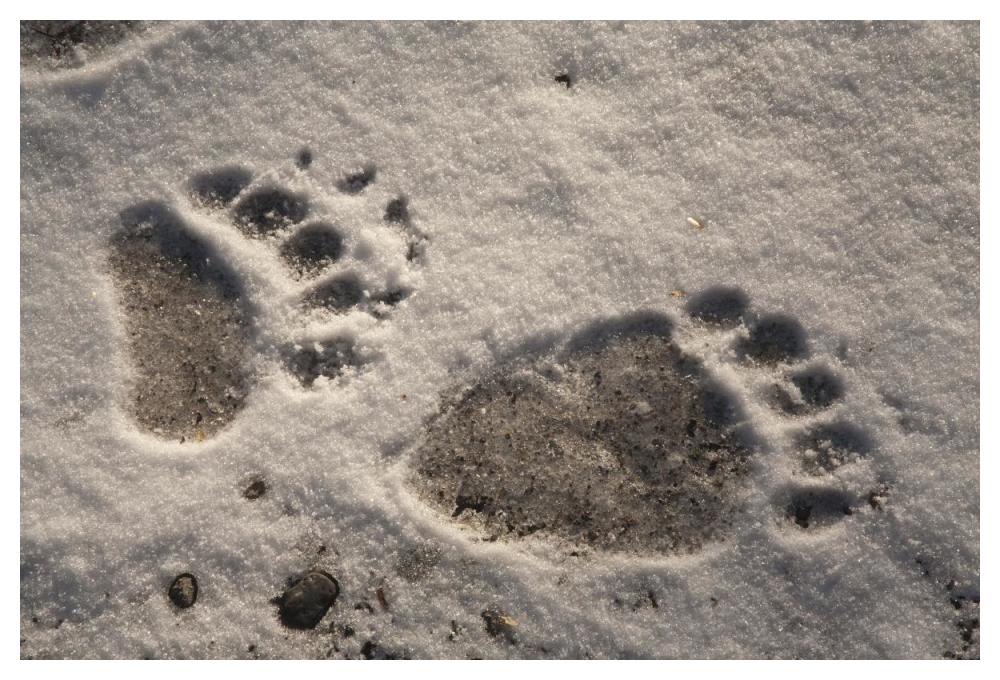 Grizzly Bear front and back paw prints, Katmai National Park, Alaska-Paper Art-50"x34"