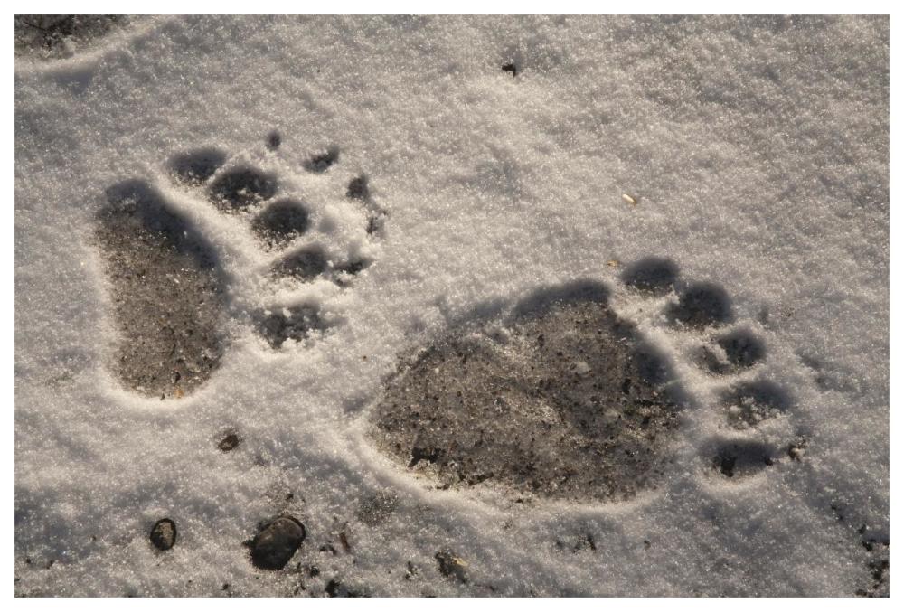 Grizzly Bear front and back paw prints, Katmai National Park, Alaska-Paper Art-62"x42"