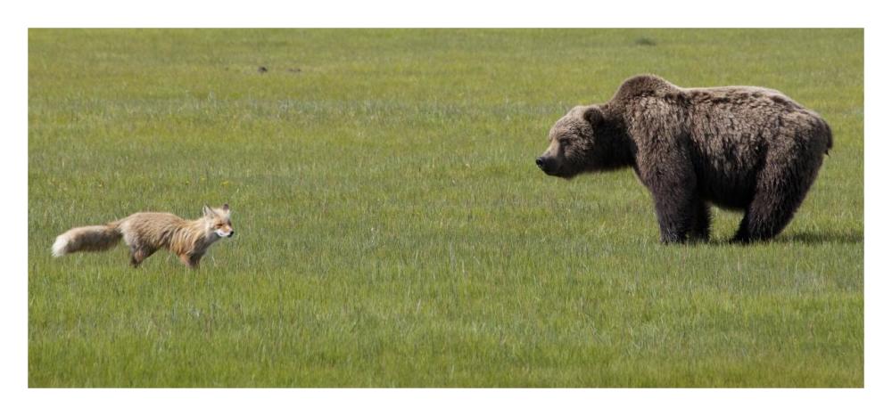 Red Fox and Grizzly Bear on sedge flats, Katmai National Park, Alaska-Paper Art-32"x14.9"