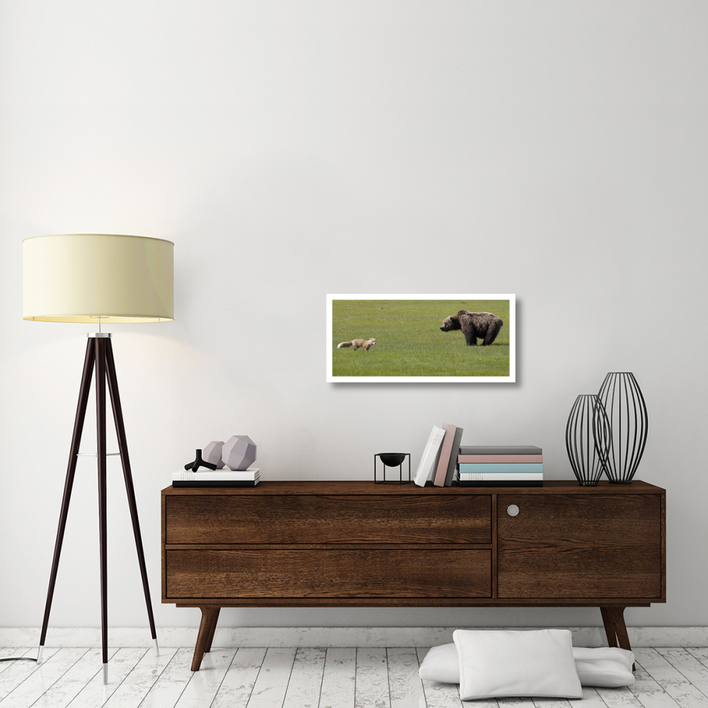 Red Fox and Grizzly Bear on sedge flats, Katmai National Park, Alaska-Paper Art-32&quotx14.9"