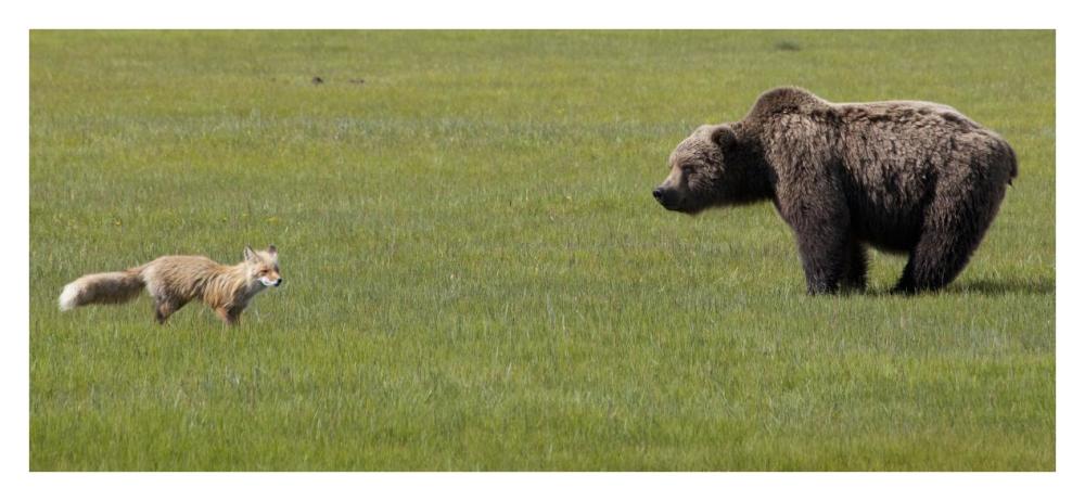 Red Fox and Grizzly Bear on sedge flats, Katmai National Park, Alaska-Paper Art-38"x17.5"
