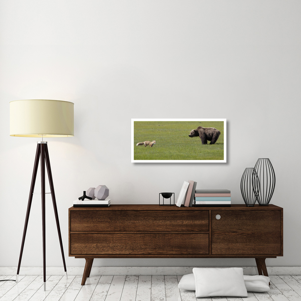 Red Fox and Grizzly Bear on sedge flats, Katmai National Park, Alaska-Paper Art-38&quotx17.5"