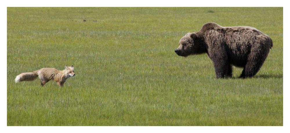 Red Fox and Grizzly Bear on sedge flats, Katmai National Park, Alaska-Paper Art-42"x19.2"