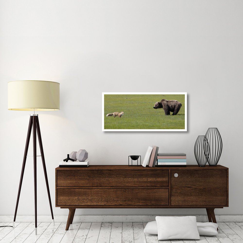 Red Fox and Grizzly Bear on sedge flats, Katmai National Park, Alaska-Paper Art-42&quotx19.2"