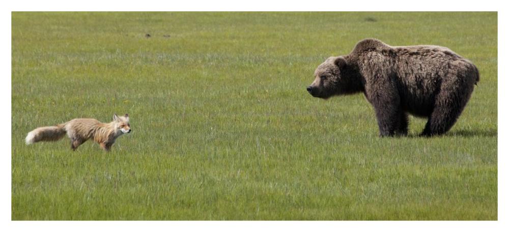 Red Fox and Grizzly Bear on sedge flats, Katmai National Park, Alaska-Paper Art-46"x20.9"