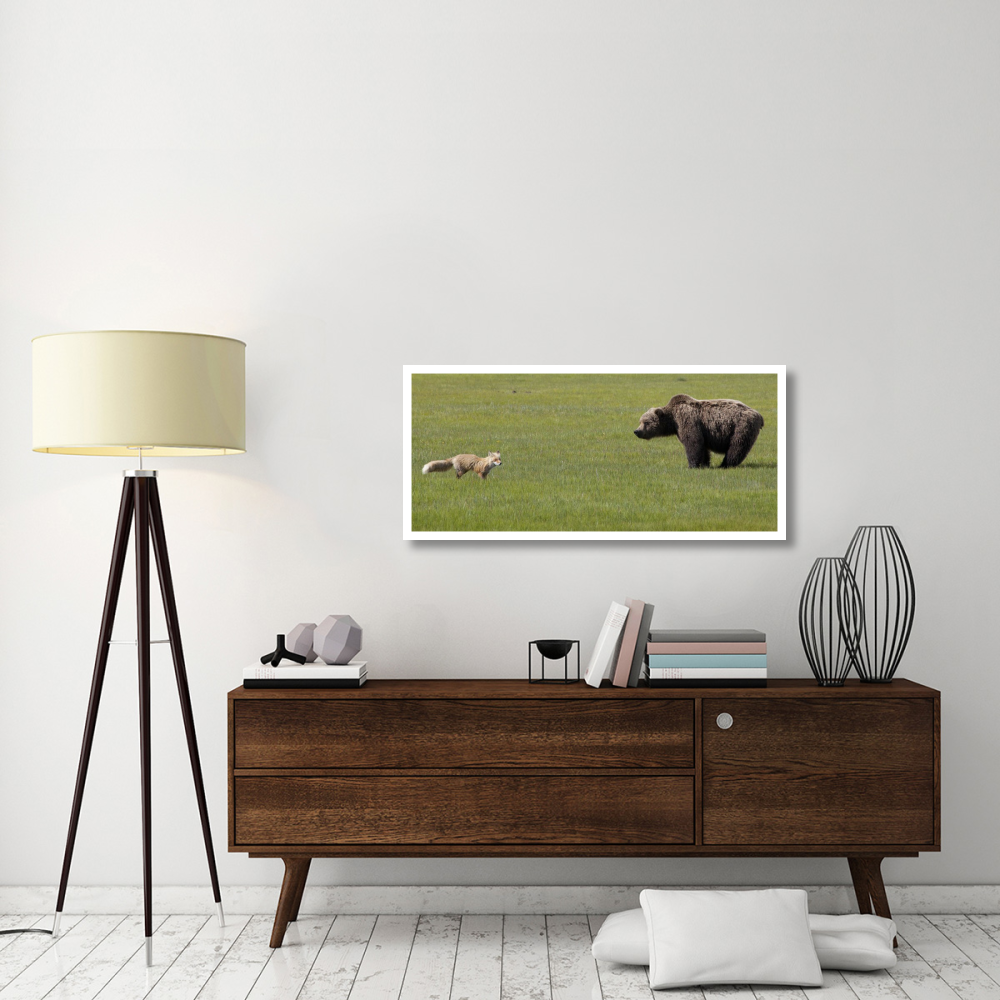 Red Fox and Grizzly Bear on sedge flats, Katmai National Park, Alaska-Paper Art-46&quotx20.9"