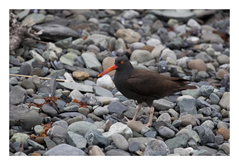 Black Oystercatcher, Icy Bay, Wrangell-St. Elias National Park, Alaska-Paper Art-26"x18"