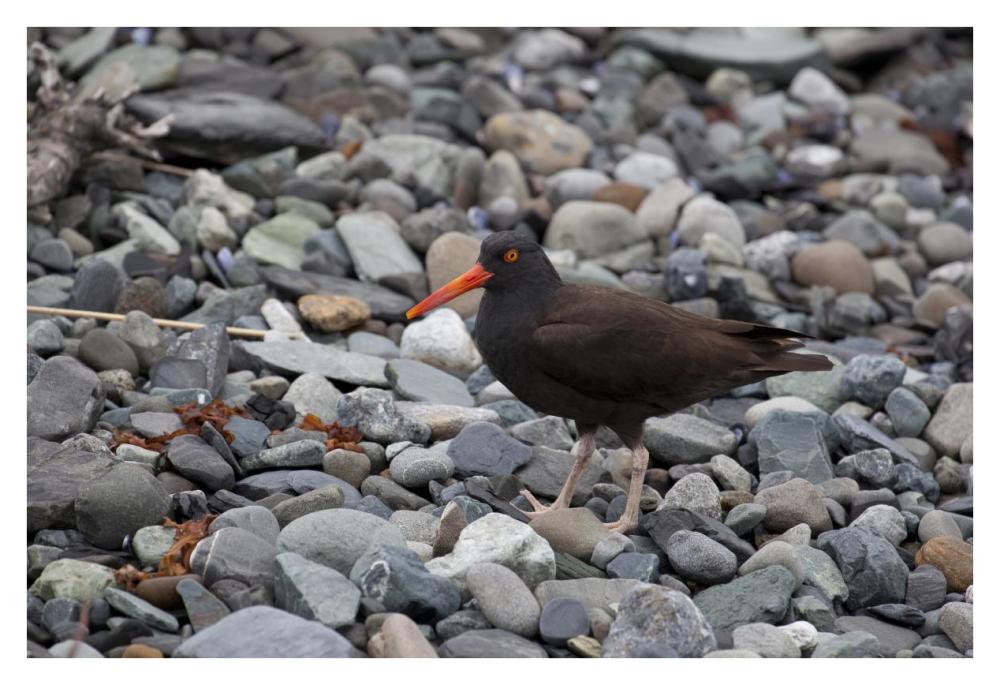 Black Oystercatcher, Icy Bay, Wrangell-St. Elias National Park, Alaska-Paper Art-38"x26"