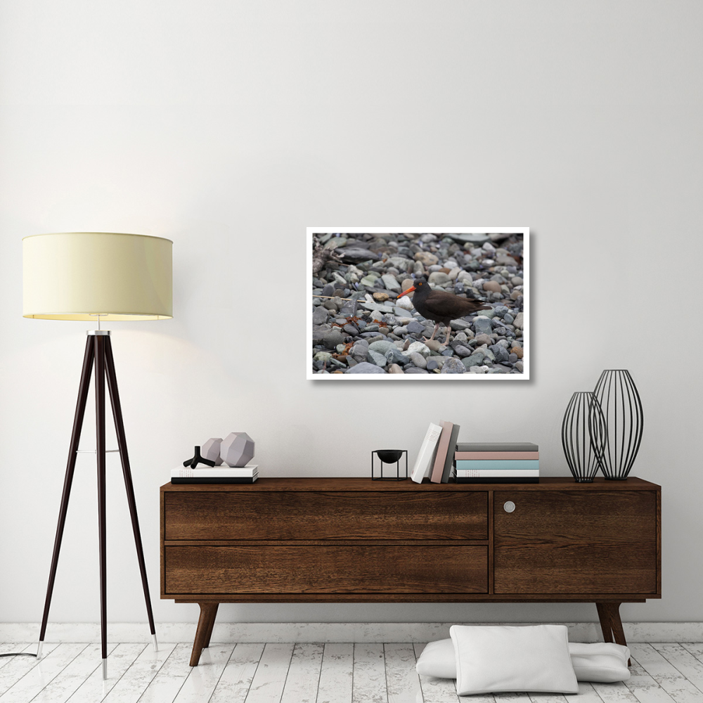 Black Oystercatcher, Icy Bay, Wrangell-St. Elias National Park, Alaska-Paper Art-38&quotx26"