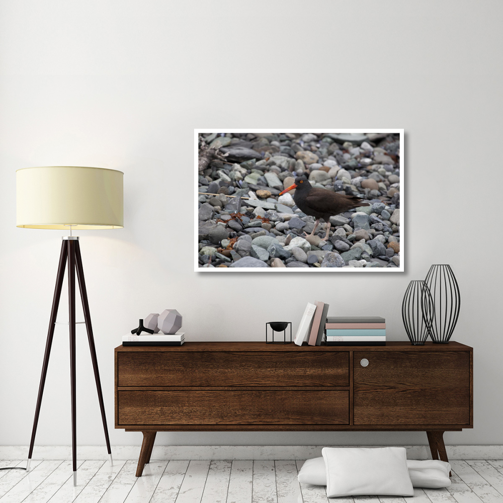 Black Oystercatcher, Icy Bay, Wrangell-St. Elias National Park, Alaska-Paper Art-50&quotx34"