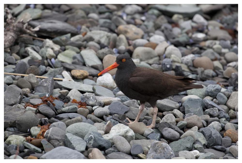 Black Oystercatcher, Icy Bay, Wrangell-St. Elias National Park, Alaska-Paper Art-62"x42"