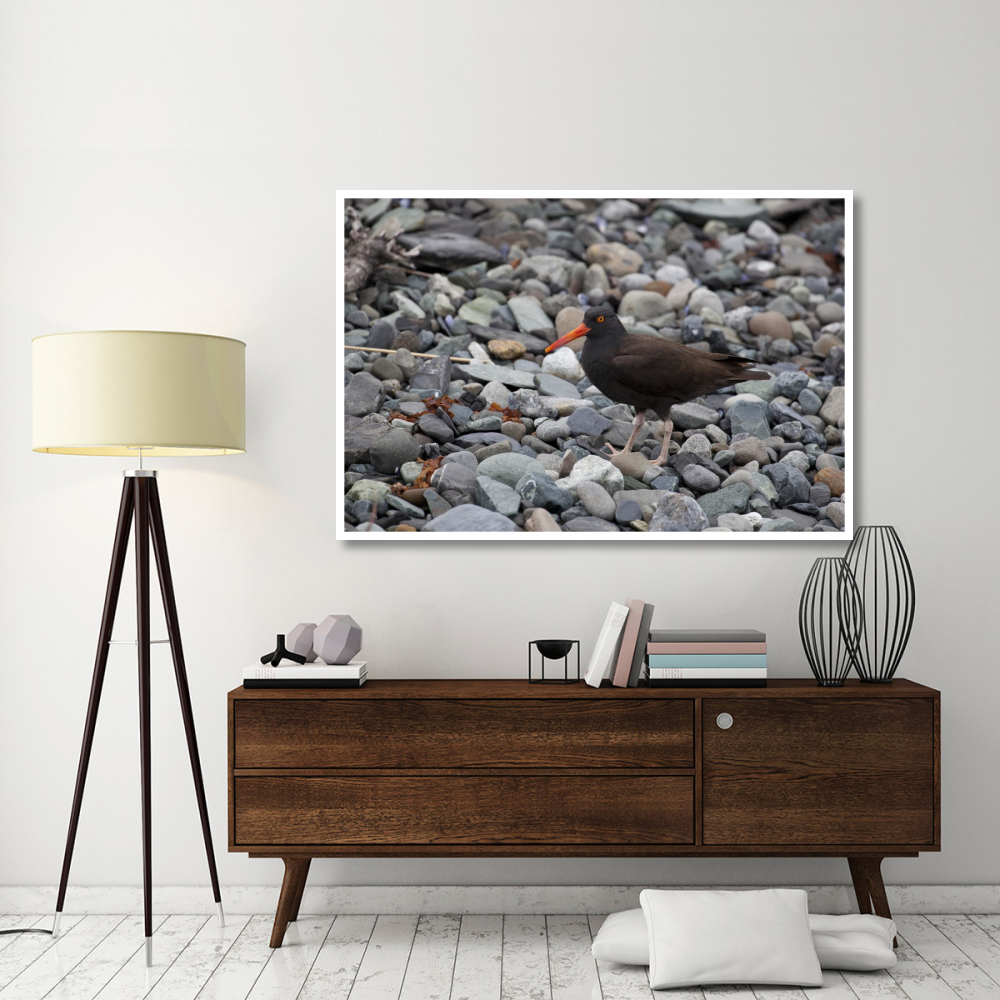 Black Oystercatcher, Icy Bay, Wrangell-St. Elias National Park, Alaska-Paper Art-62&quotx42"