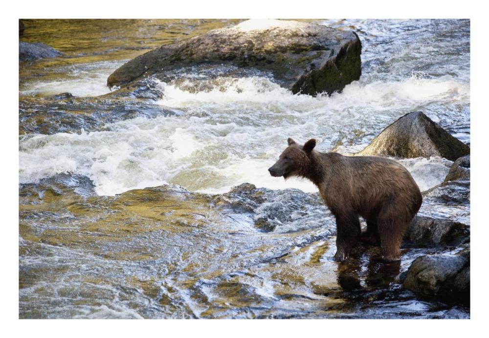 Grizzly Bear fishing along Anan Creek, Tongass National Forest, Alaska-Paper Art-26"x18"