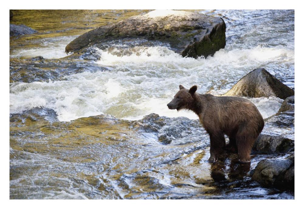 Grizzly Bear fishing along Anan Creek, Tongass National Forest, Alaska-Paper Art-32"x22"