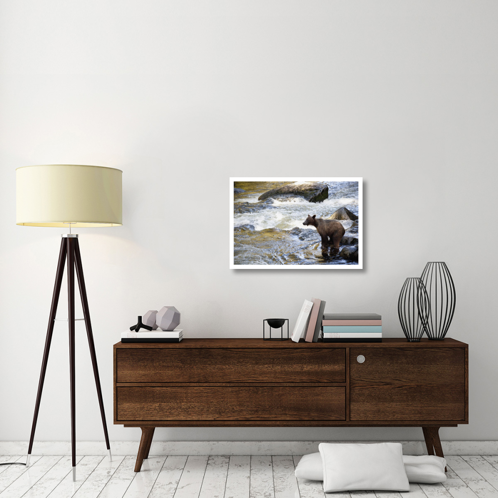 Grizzly Bear fishing along Anan Creek, Tongass National Forest, Alaska-Paper Art-32&quotx22"