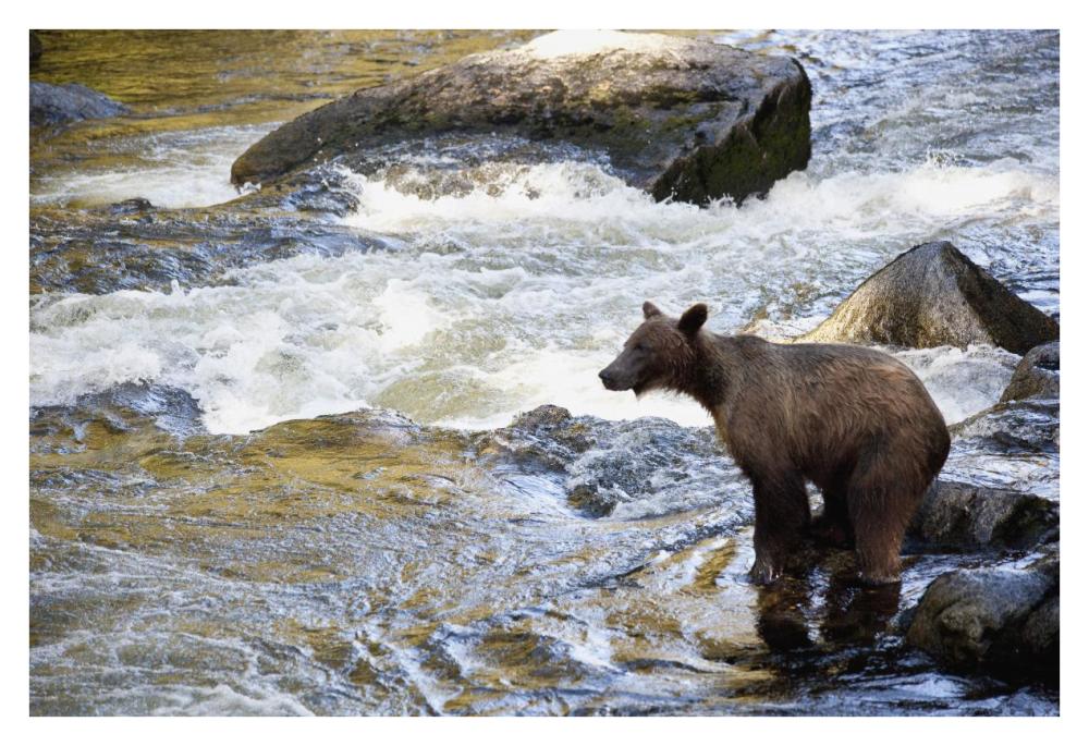 Grizzly Bear fishing along Anan Creek, Tongass National Forest, Alaska-Paper Art-38"x26"