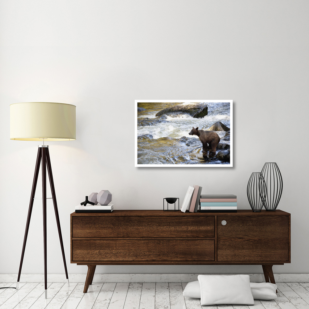 Grizzly Bear fishing along Anan Creek, Tongass National Forest, Alaska-Paper Art-38&quotx26"