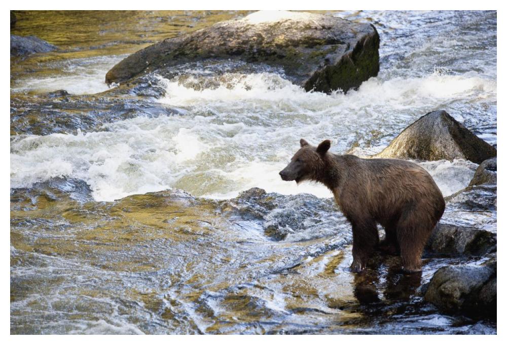 Grizzly Bear fishing along Anan Creek, Tongass National Forest, Alaska-Paper Art-50"x34"