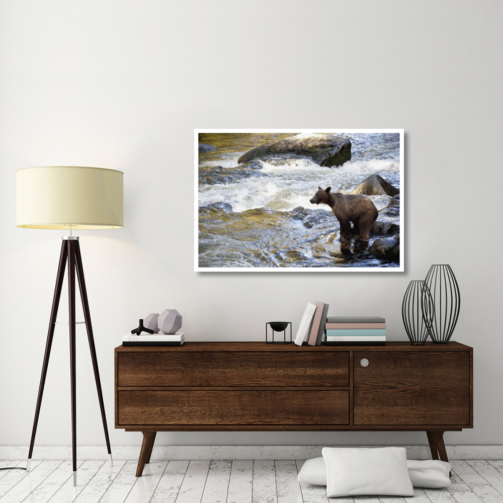 Grizzly Bear fishing along Anan Creek, Tongass National Forest, Alaska-Paper Art-50&quotx34"