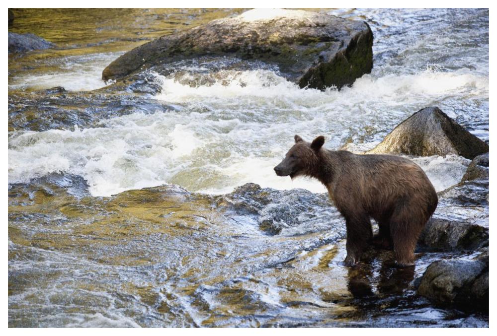Grizzly Bear fishing along Anan Creek, Tongass National Forest, Alaska-Paper Art-62"x42"