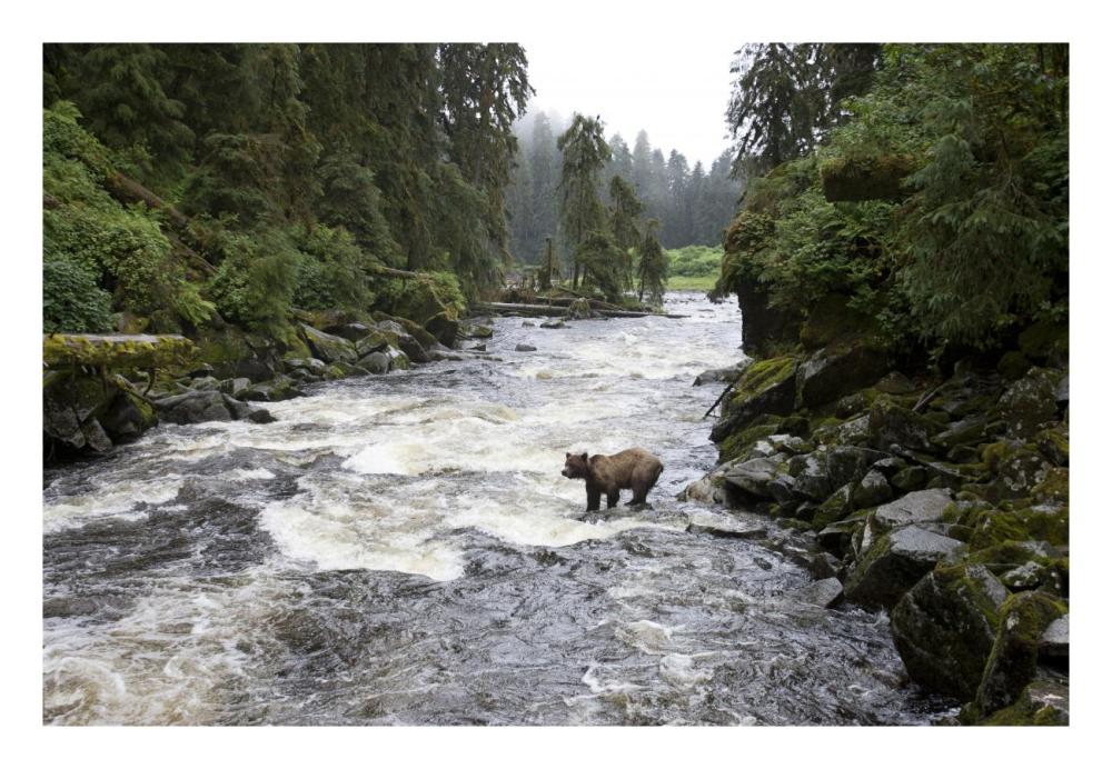 Grizzly Bear fishing along Anan Creek, Tongass National Forest, Alaska-Paper Art-26"x18"
